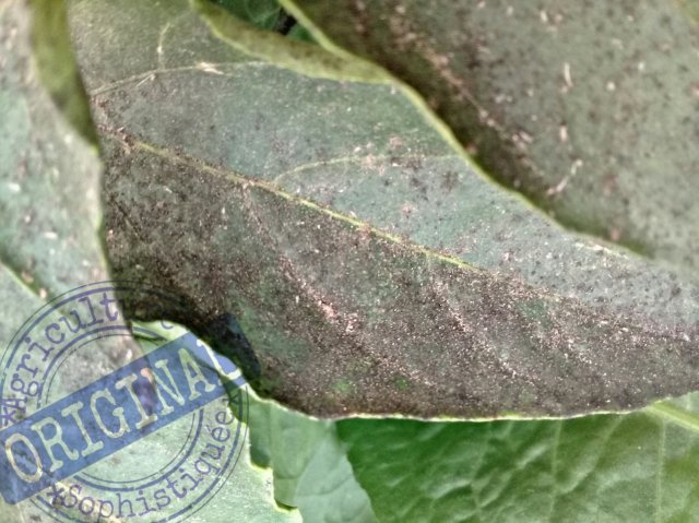 sectes parasites, avec du savon noir, ou un onale, résistera mieux aux attaques parasitaires. Une plante fragilisée par une terre pauvre ou un manque d’eau est une plante vulnérable .Il faut diversifier les espèces et privilégier l'alternance des cultures, favorables aux insectes auxiliaires (coccinelles, guêpes parasites, chrysopes...).Il n’y a pas vraiment de traitement préventif contre la fumagine et lorsqu’elle apparait c’est souvent le moment du constat.TRAITEMENT EFFICACE CONTRE LA FUMAGINE :Le seul remède efficace contre la fumagine est d’abord de traiter contre les insectes qui en sont responsables :-Traiter les pucerons-Traiter les cochenilles-Traiter les aleurodesUne fois la plante traitée et débarrassée de ces parasites encombrants, il convient de nettoyer le feuillage afin de lui redonner toutes les chances de jouer pleinement son rôle.A titre de rappel, vous utiliserez pour cela un chiffon imbibé d’eau légèrement savonneuse puis vous rincerez ensuite à l’eau clair.En traitant la fumagine de manière bio vous préservez l’écosystème qui entoure les plante, notamment les abeilles qui viennent ensuite butiner les fleurs.